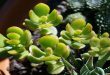 Advantage And Disadvantage Of Jade Plant.jpg