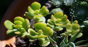 Advantage And Disadvantage Of Jade Plant.jpg