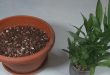 Can You Cut And Replant Lucky Bamboo.jpg