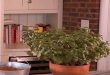 Can You Propagate Jade Plant In Water.jpg