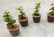 Can You Put Your Jade Plant Outside In The Summer.jpg