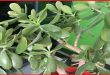 Can You Put Your Jade Plant Outside In The Winter.jpg