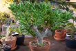How Do You Make Your Jade Plant Grow Like A Tree.jpg