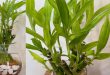 How Do You Trim Your Lucky Bamboo Plant.jpg