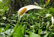 How Long Do Peace Lily Flowers Last.jpg