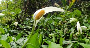 How Long Do Peace Lily Flowers Last.jpg