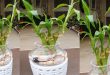 How Much Water Does Lucky Bamboo Need.jpg