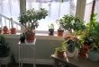 How Often To Water Jade Plant In Winter Season.jpg