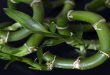 How To Count Stalks Of Lucky Bamboo.jpg