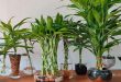 How To Make Lucky Bamboo Grow More Branches.jpg