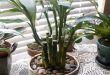 How To Repot A Lucky Bamboo Plant.jpg