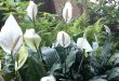 The Best Place To Plant Peace Lily Outside.jpg