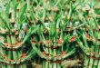 What Are The Benefits Of Lucky Bamboo At Home.jpg