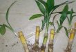 What Happens If Your Lucky Bamboo Dies.jpg