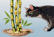 What To Do If Cat Eats Lucky Bamboo.jpg