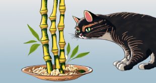 What To Do If Cat Eats Lucky Bamboo.jpg