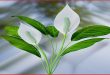 Why Are The Leaves On Your Peace Lily Turning Black.jpg