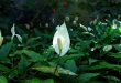 Why Are Your Peace Lily Leaves Curling And Drooping.jpg