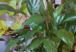 Why Are Your Peace Lily Leaves Turning Brown.jpg