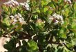 Why Is Your Jade Plant Dropping Leaves.jpg