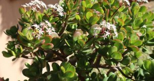 Why Is Your Jade Plant Dropping Leaves.jpg