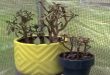 Why Is Your Jade Plant Turning Purple.jpg