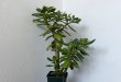 Why Is Your Jade Plant Turning Red.jpg