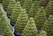 Why Is Your Lucky Bamboo Stalk Turning Yellow.jpg